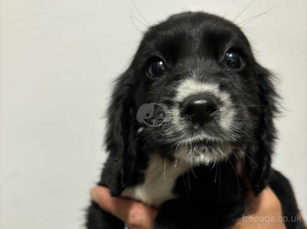 Cocker spaniel puppies for sale in Newport, Shropshire