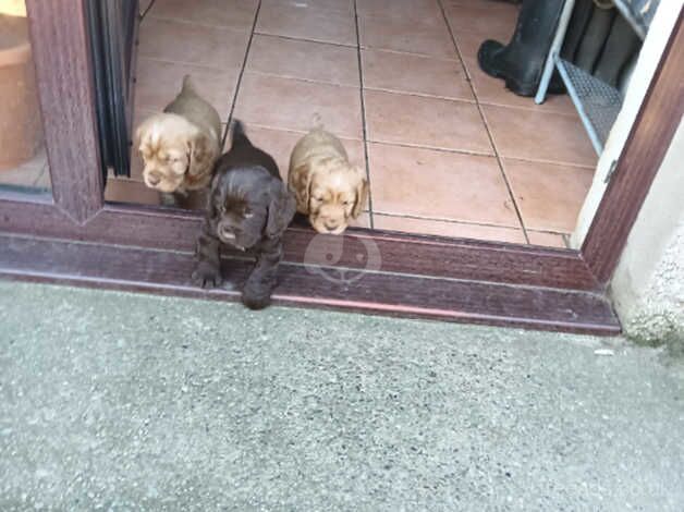 Cocker Spaniel Puppies for sale in Penrith, Cumbria - Image 1