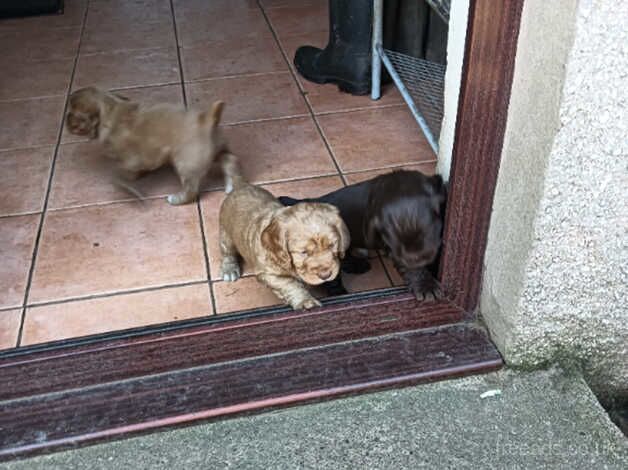 Cocker Spaniel Puppies for sale in Penrith, Cumbria - Image 2