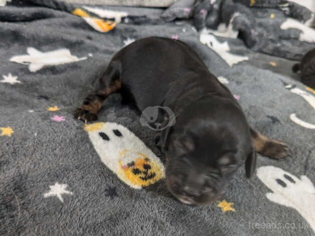 Cocker spaniel Puppies for sale in Perth, Perth and Kinross - Image 3