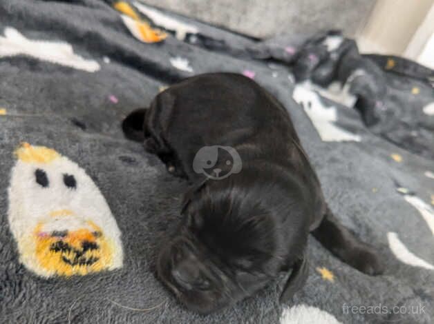 Cocker spaniel Puppies for sale in Perth, Perth and Kinross - Image 5