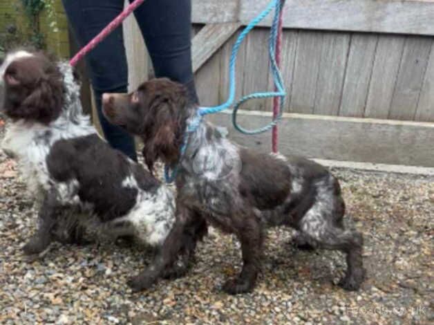 cocker spaniel puppies for sale in Portsmouth, West Yorkshire