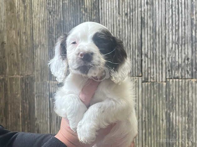 cocker spaniel puppies for sale in Portsmouth, West Yorkshire - Image 2