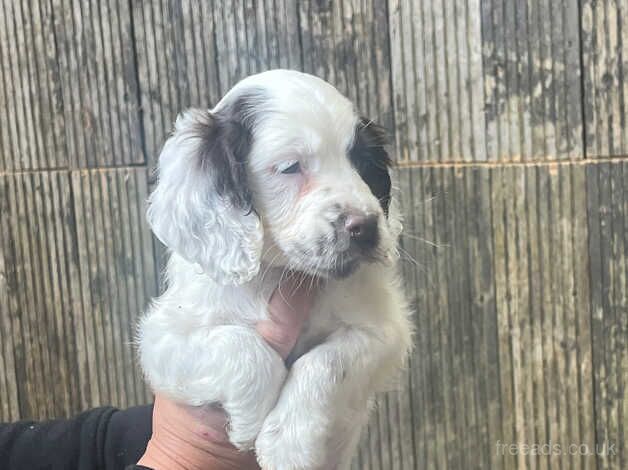 cocker spaniel puppies for sale in Portsmouth, West Yorkshire - Image 3