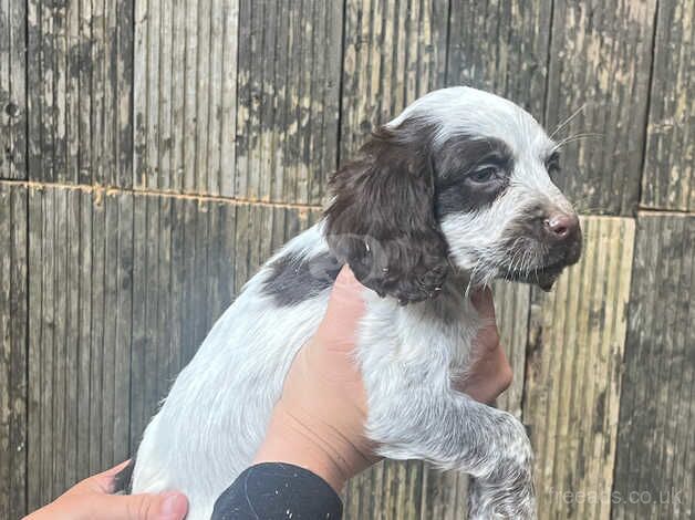 cocker spaniel puppies for sale in Portsmouth, West Yorkshire - Image 4