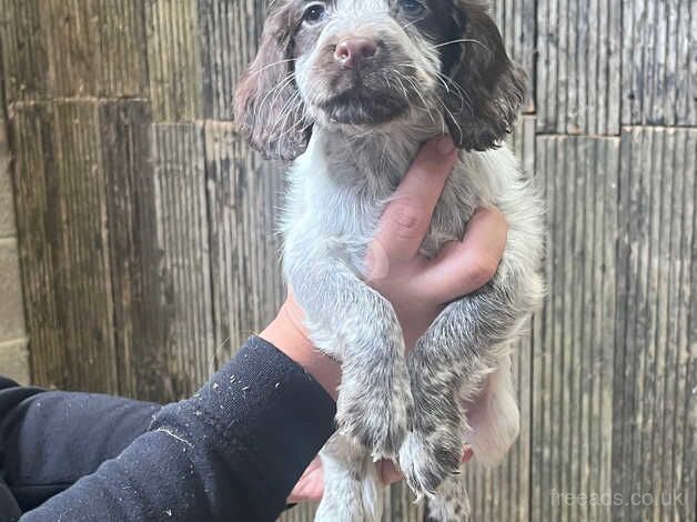 cocker spaniel puppies for sale in Portsmouth, West Yorkshire - Image 5