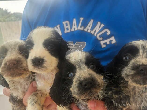 Cocker spaniel puppies for sale in Potters Bar, Hertfordshire - Image 1