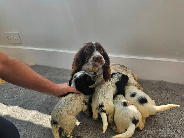 Cocker spaniel puppies for sale in Potters Bar, Hertfordshire - Image 2