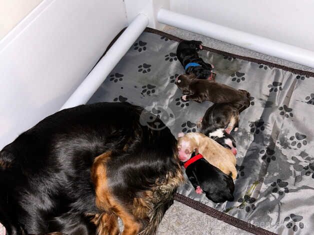 Cocker spaniel puppies for sale in Rhyl, Denbighshire - Image 3