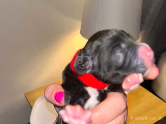 Cocker spaniel puppies for sale in Rhyl, Denbighshire - Image 5