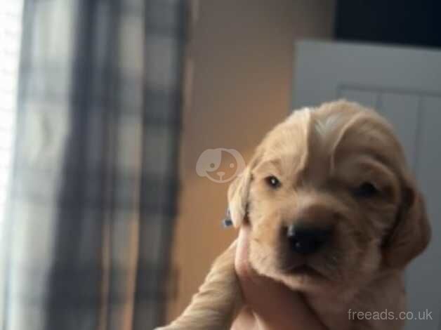 Cocker spaniel puppies for sale in Rotherham, South Yorkshire