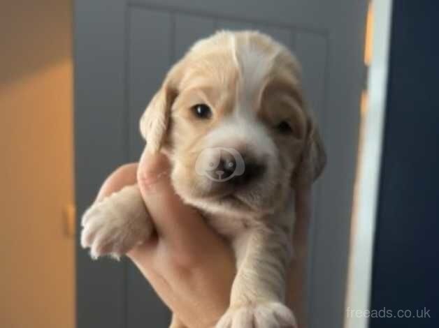 Cocker Spaniels for sale in Rotherham, South Yorkshire