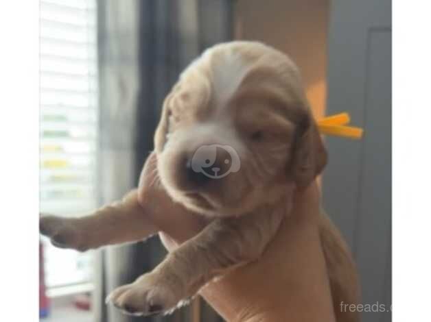 Cocker Spaniel Puppies for sale in South Yorkshire