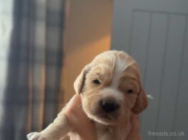 Cocker spaniel puppies for sale in Rotherham, South Yorkshire - Image 4