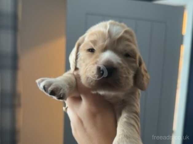 Cocker spaniel puppies for sale in Rotherham, South Yorkshire - Image 5