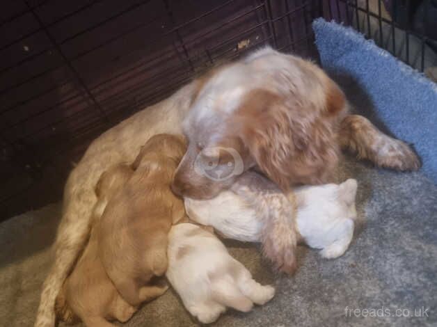 Cocker spaniel puppies for sale in Sheerness, Kent - Image 1