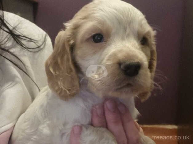 Cocker Spaniels for sale in Sheerness, Kent