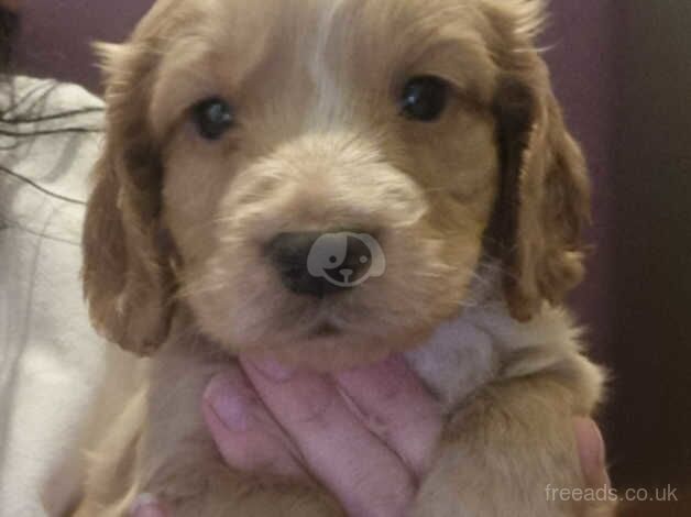 Cocker spaniel puppies for sale in Sheerness, Kent - Image 3