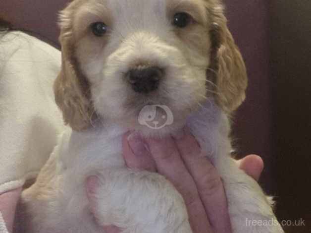 Cocker spaniel puppies for sale in Sheerness, Kent - Image 4