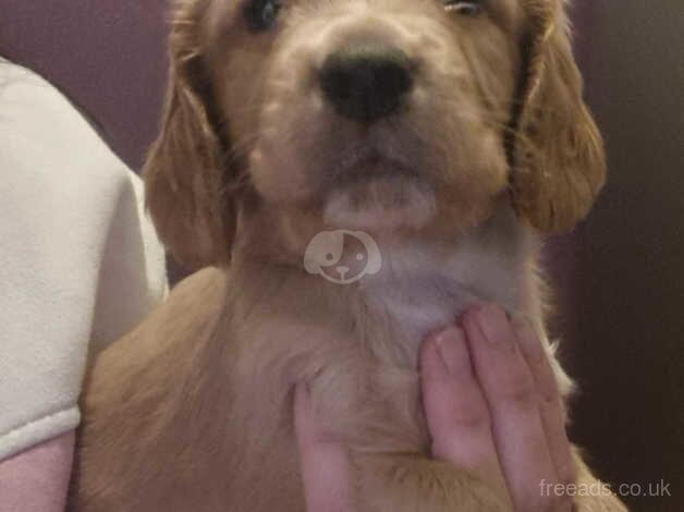 Cocker spaniel puppies for sale in Sheerness, Kent - Image 5