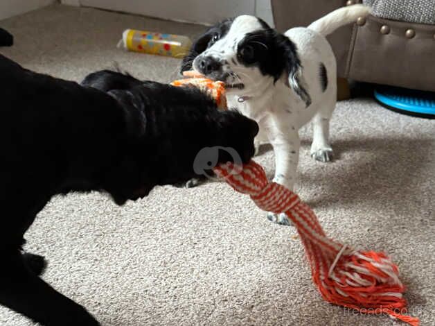 Cocker spaniel puppies for sale in Sheffield, South Yorkshire - Image 1