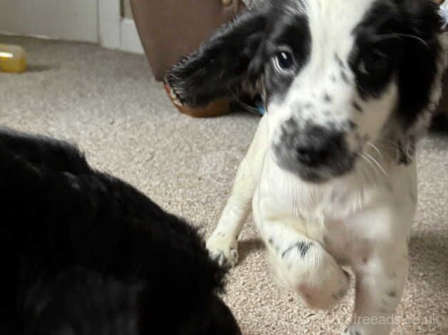 Cocker spaniel puppies for sale in Sheffield, South Yorkshire - Image 2