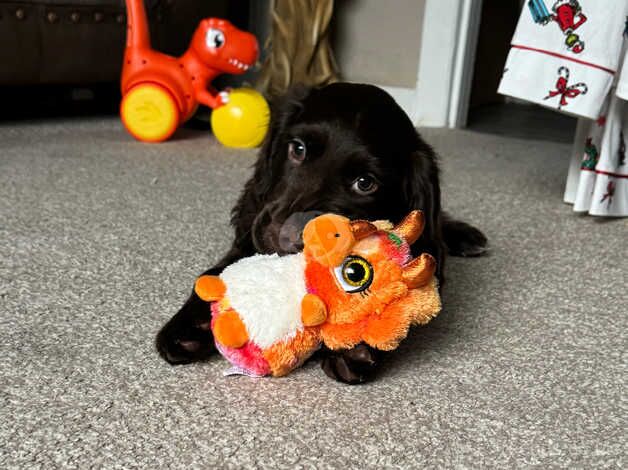 Cocker spaniel puppies for sale in Sheffield, South Yorkshire - Image 4