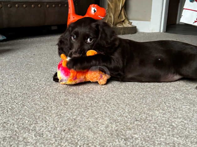 Cocker spaniel puppies for sale in Sheffield, South Yorkshire - Image 5