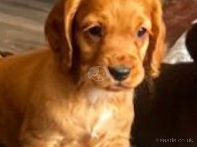 Cocker Spaniel Puppies for sale in Sheffield, Derbyshire - Image 1