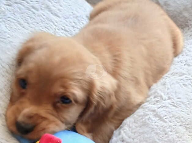 Cocker Spaniel Puppies for sale in Sheffield, Derbyshire - Image 2