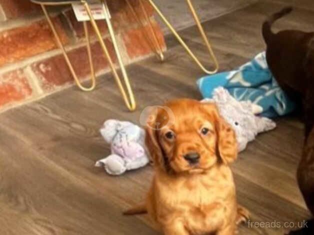 Cocker Spaniel Puppies for sale in Sheffield, Derbyshire - Image 3