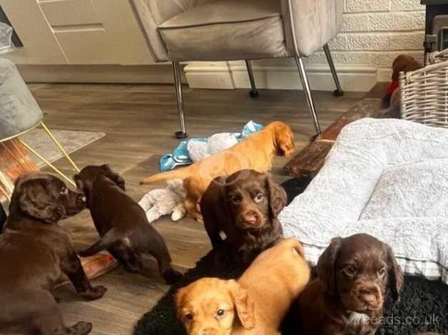 Cocker Spaniel Puppies for sale in Sheffield, Derbyshire - Image 4