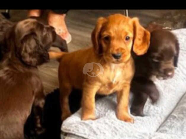 Cocker Spaniel Puppies for sale in Sheffield, Derbyshire - Image 5