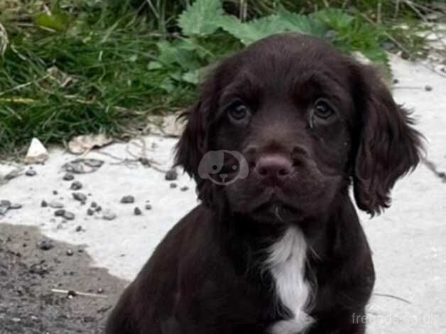 Cocker spaniel puppies for sale in Sheffield, South Yorkshire