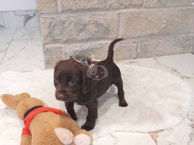 Cocker spaniel puppies for sale in Sheffield, South Yorkshire - Image 2