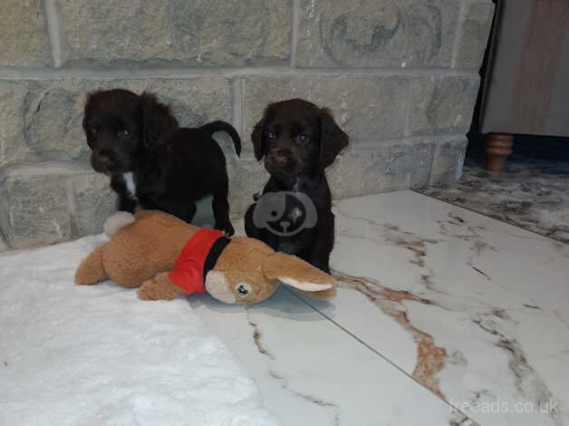 Cocker spaniel puppies for sale in Sheffield, South Yorkshire - Image 3