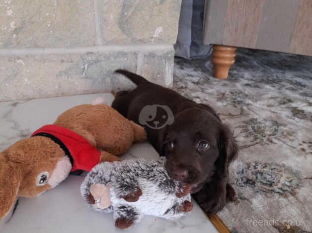 Cocker spaniel puppies for sale in Sheffield, South Yorkshire - Image 4