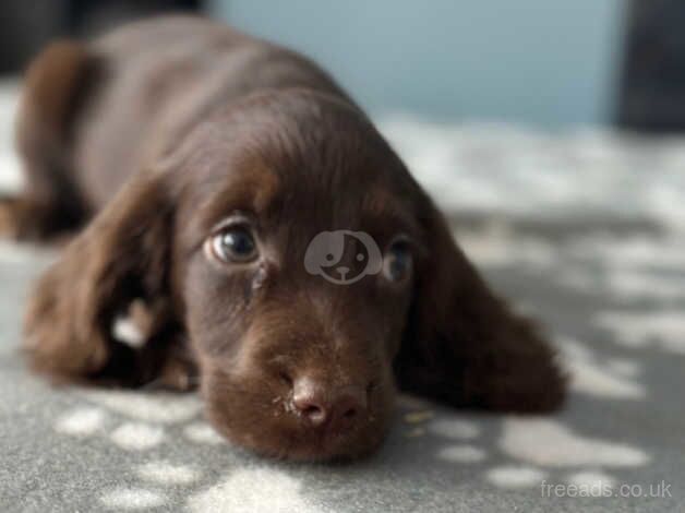 Cocker spaniel puppies for sale in Sheffield, South Yorkshire - Image 1