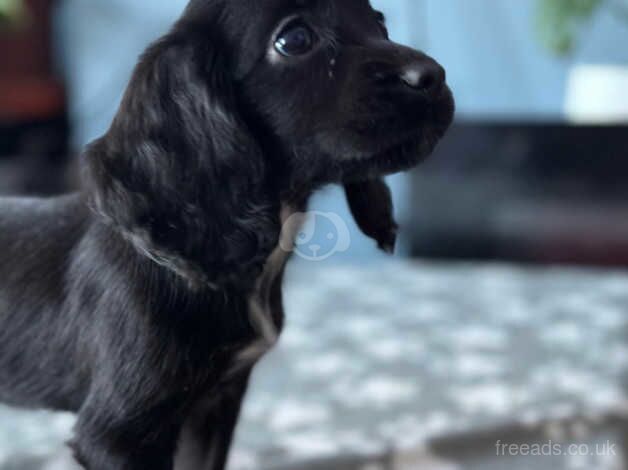 Cocker spaniel puppies for sale in Sheffield, South Yorkshire - Image 2