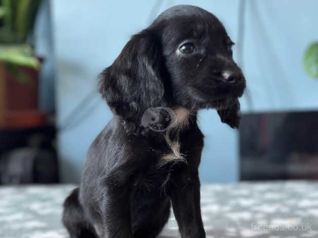 Cocker Spaniel Puppies for sale in South Yorkshire