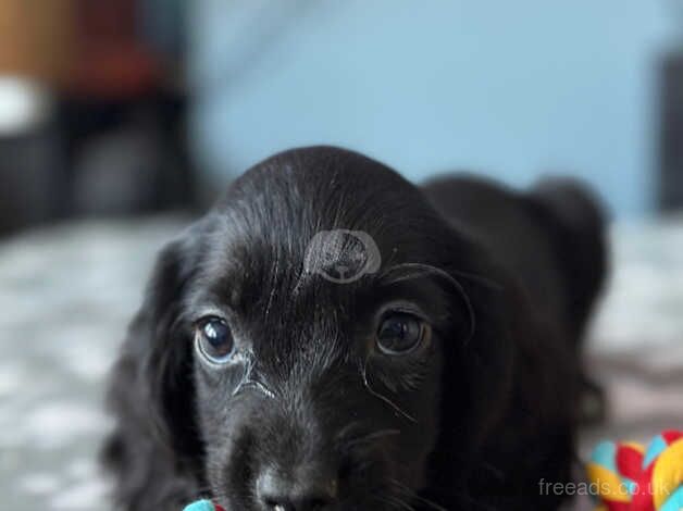 Cocker Spaniel Puppies for sale