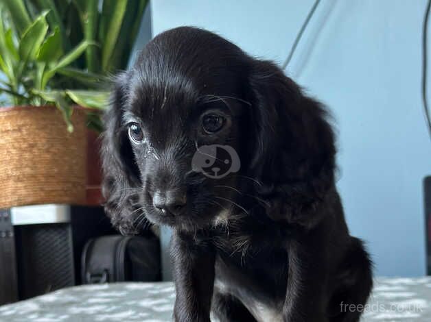 Cocker spaniel puppies for sale in Sheffield, South Yorkshire - Image 5