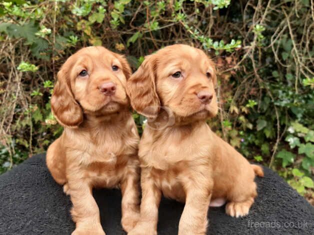 (( Cocker Spaniel Puppies )) for sale in Shrewsbury, Shropshire