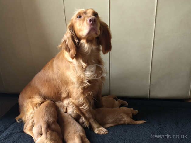 (( Cocker Spaniel Puppies )) for sale in Shrewsbury, Shropshire - Image 2