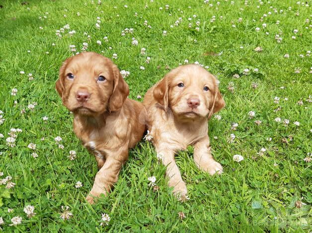 (( Cocker Spaniel Puppies )) for sale in Shrewsbury, Shropshire - Image 3