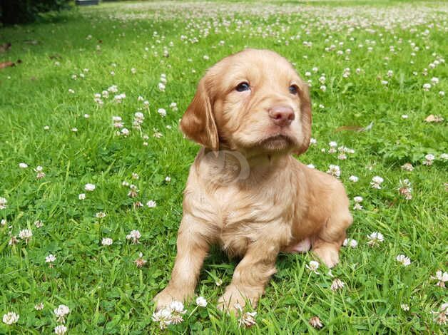 (( Cocker Spaniel Puppies )) for sale in Shrewsbury, Shropshire - Image 4