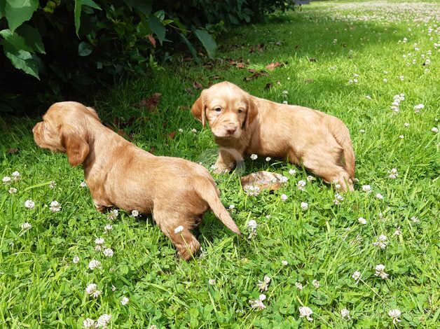 (( Cocker Spaniel Puppies )) for sale in Shrewsbury, Shropshire - Image 5