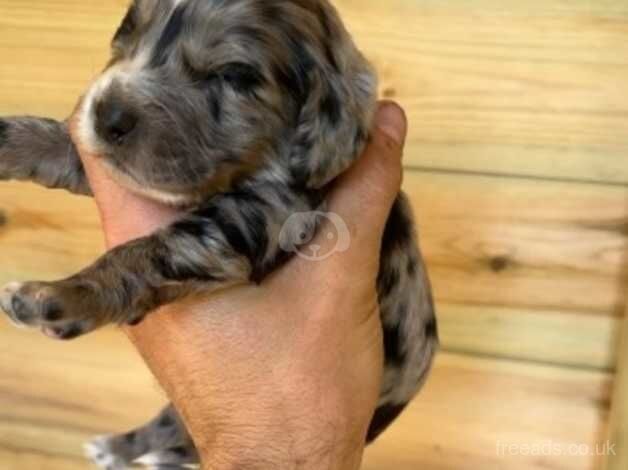 Cocker spaniel puppies for sale in Southampton, Hampshire