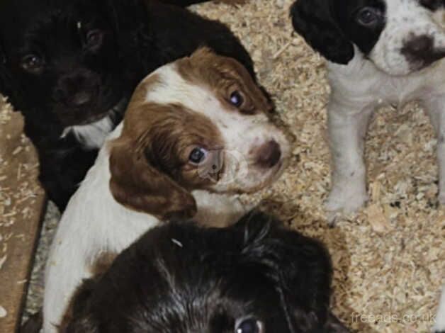 Cocker spaniel puppies for sale in Stockton-on-Tees, County Durham