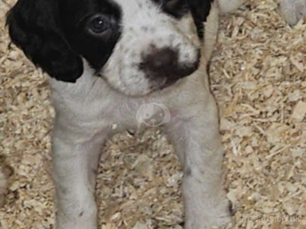 Cocker spaniel puppies for sale in Stockton-on-Tees, County Durham - Image 2